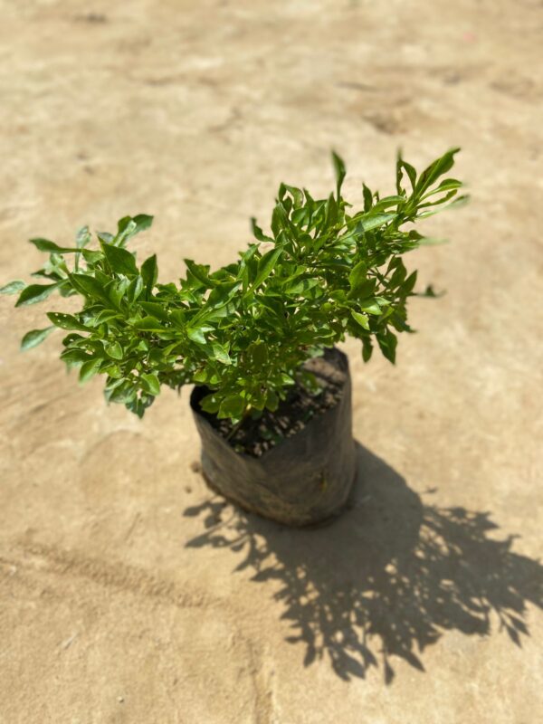 Jade in 4 Inch Nursery Bag