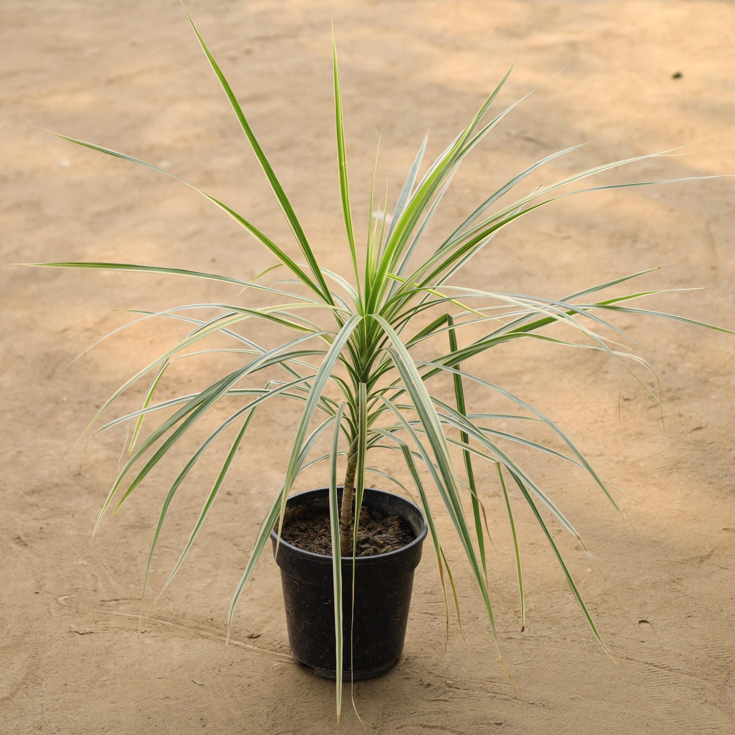 Dracaena Colorama / Marginata Green in 5 Inch Nursery Pot