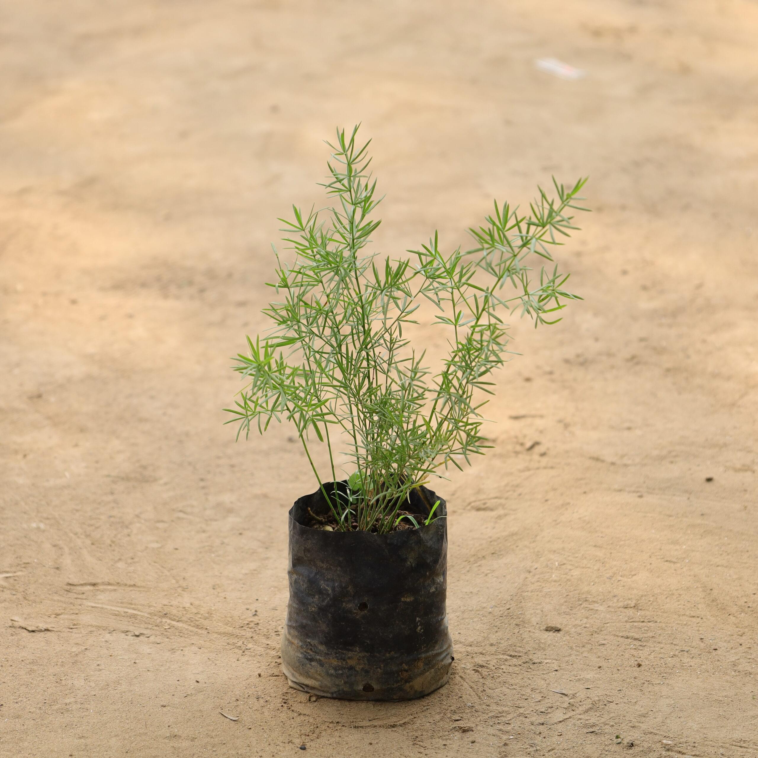 Aspara Grass in 4 inch nursery bag