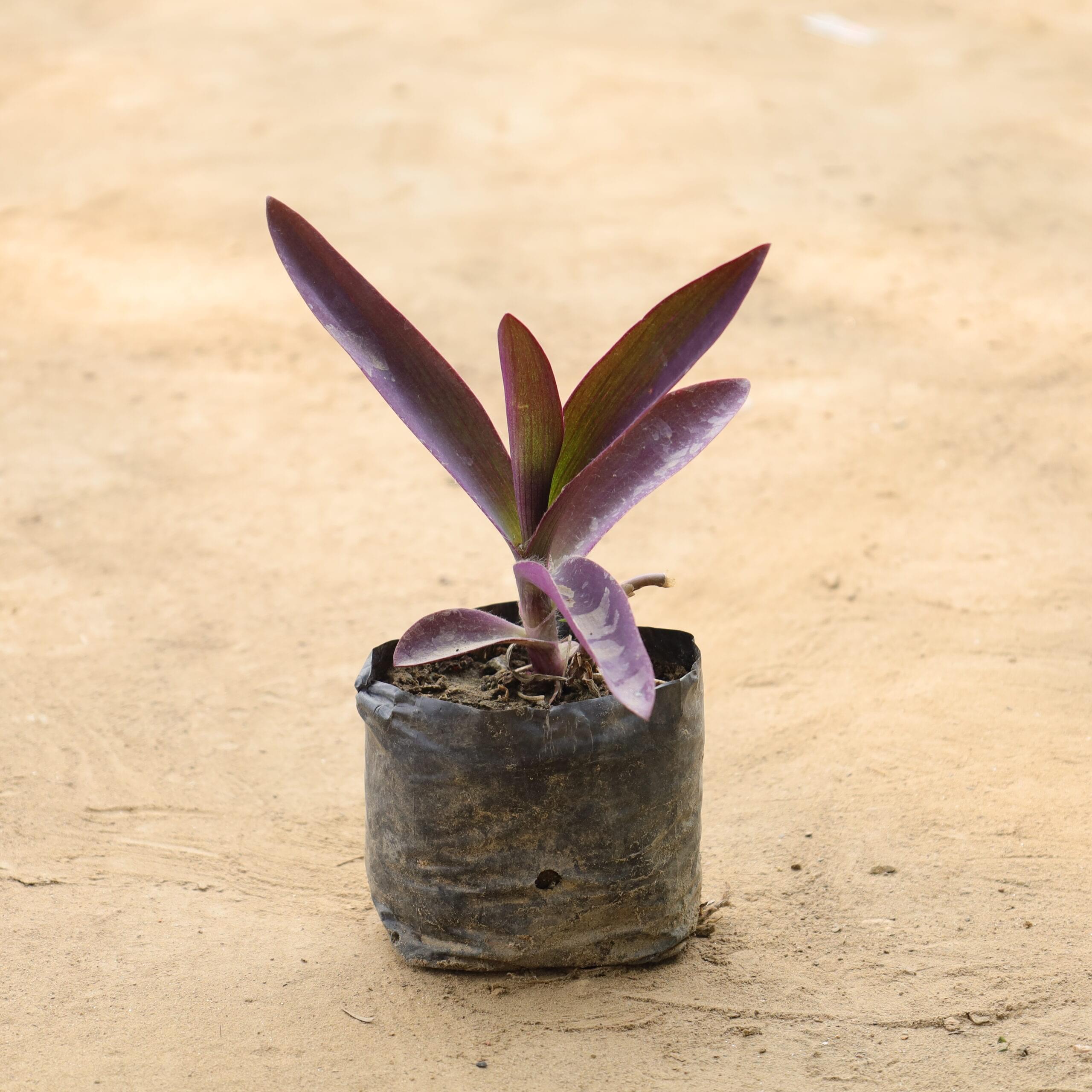 Purple Heart 4 inch nursery bag