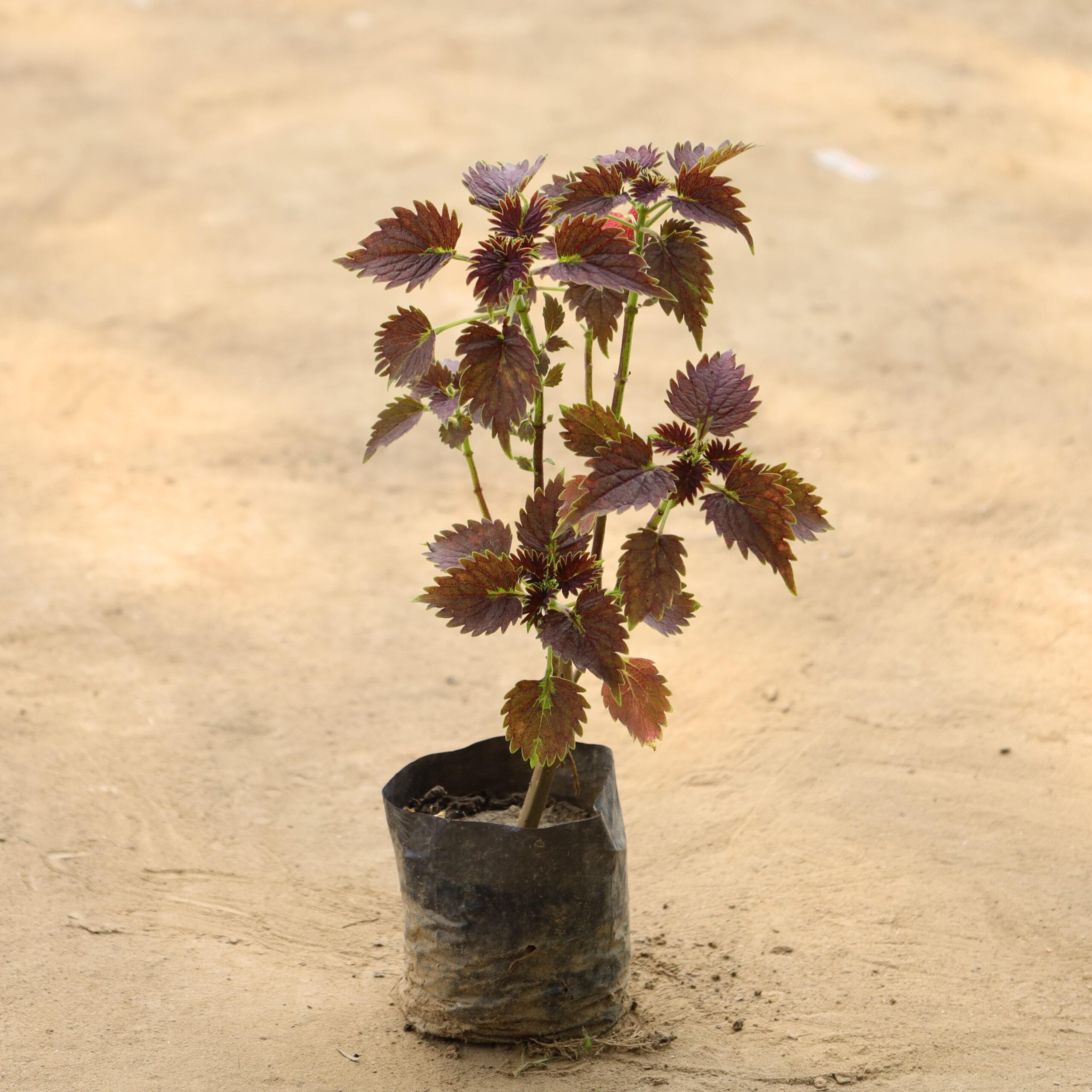 Coleus Red in 4 inch bag