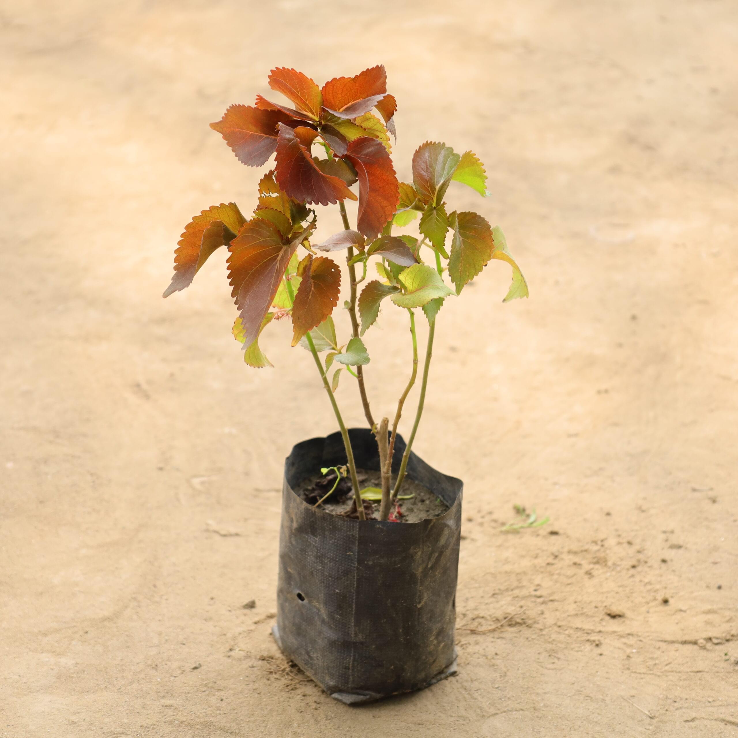 Acalypha Red in 4 inch nursery bag