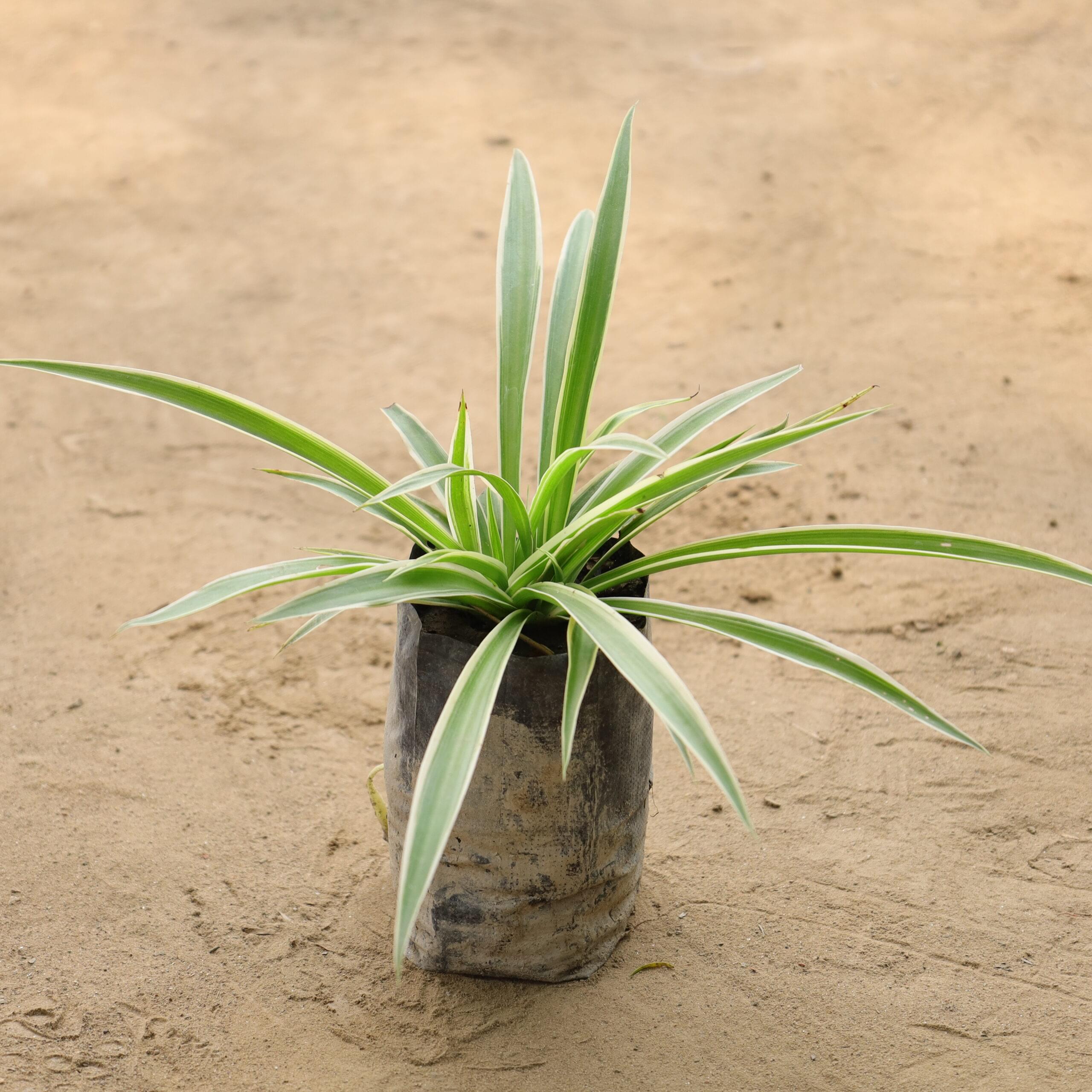 Spider in 4 inch bag