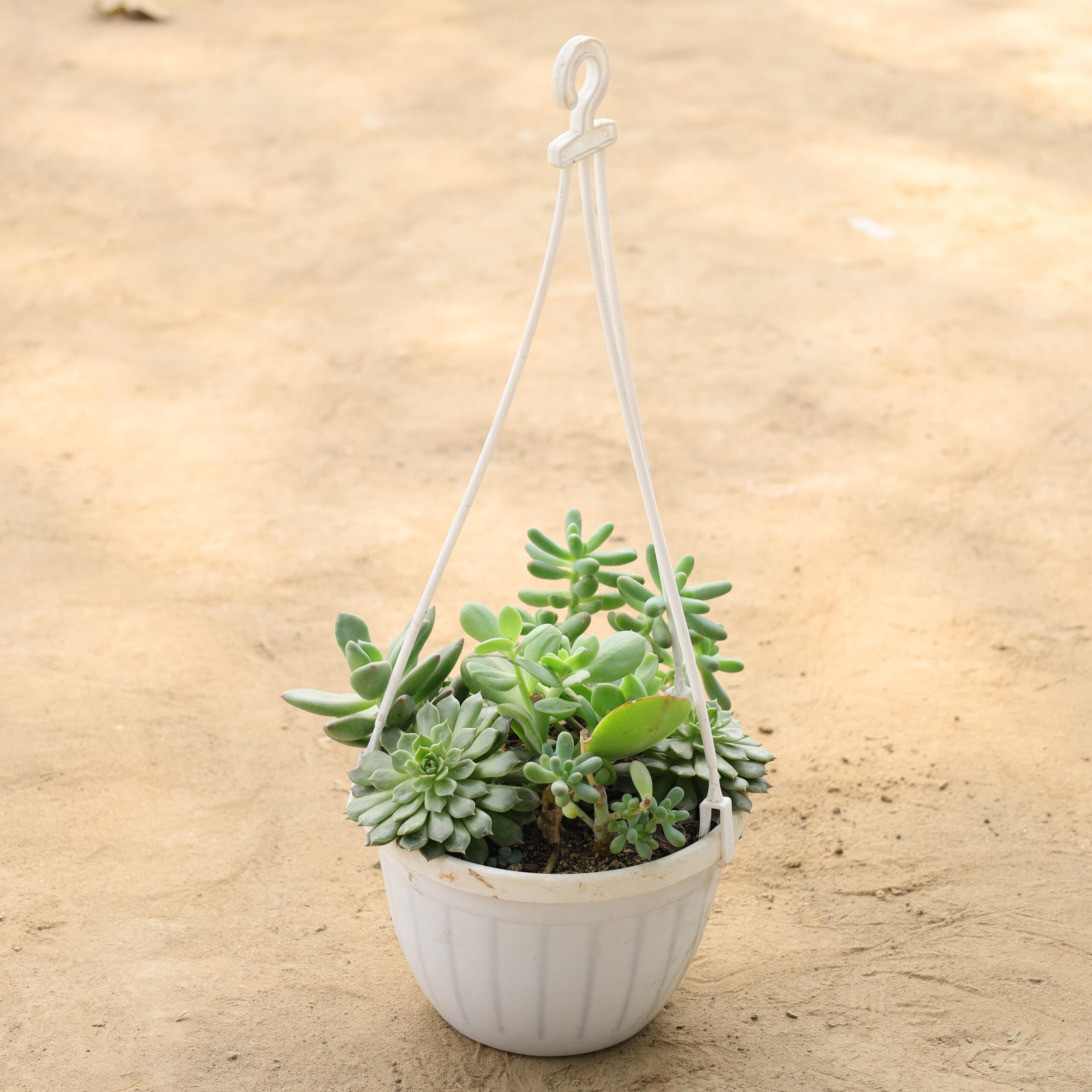 Succulent in 8 inch Hanging Basket