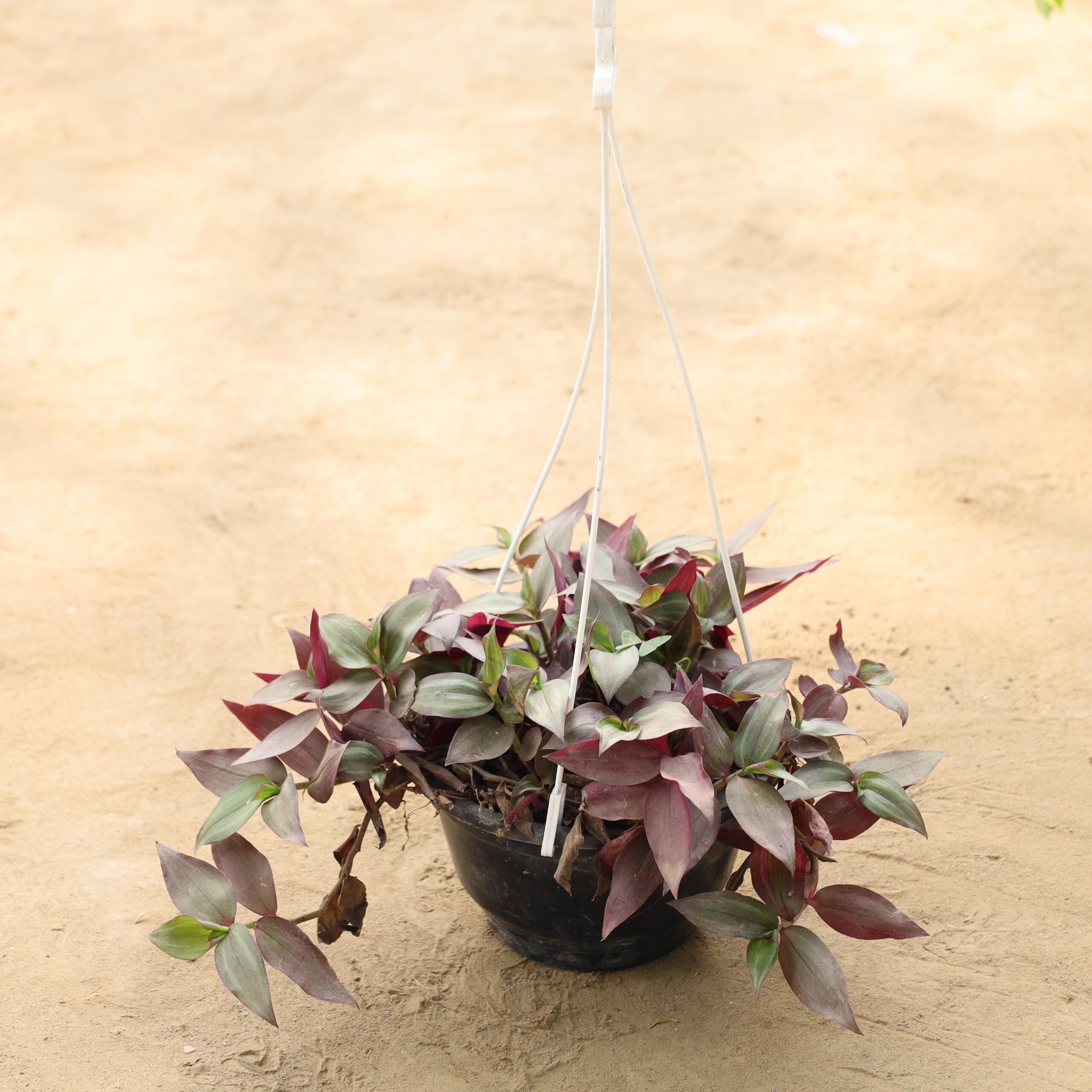 Wandering Jew in 8 inch hanging pot