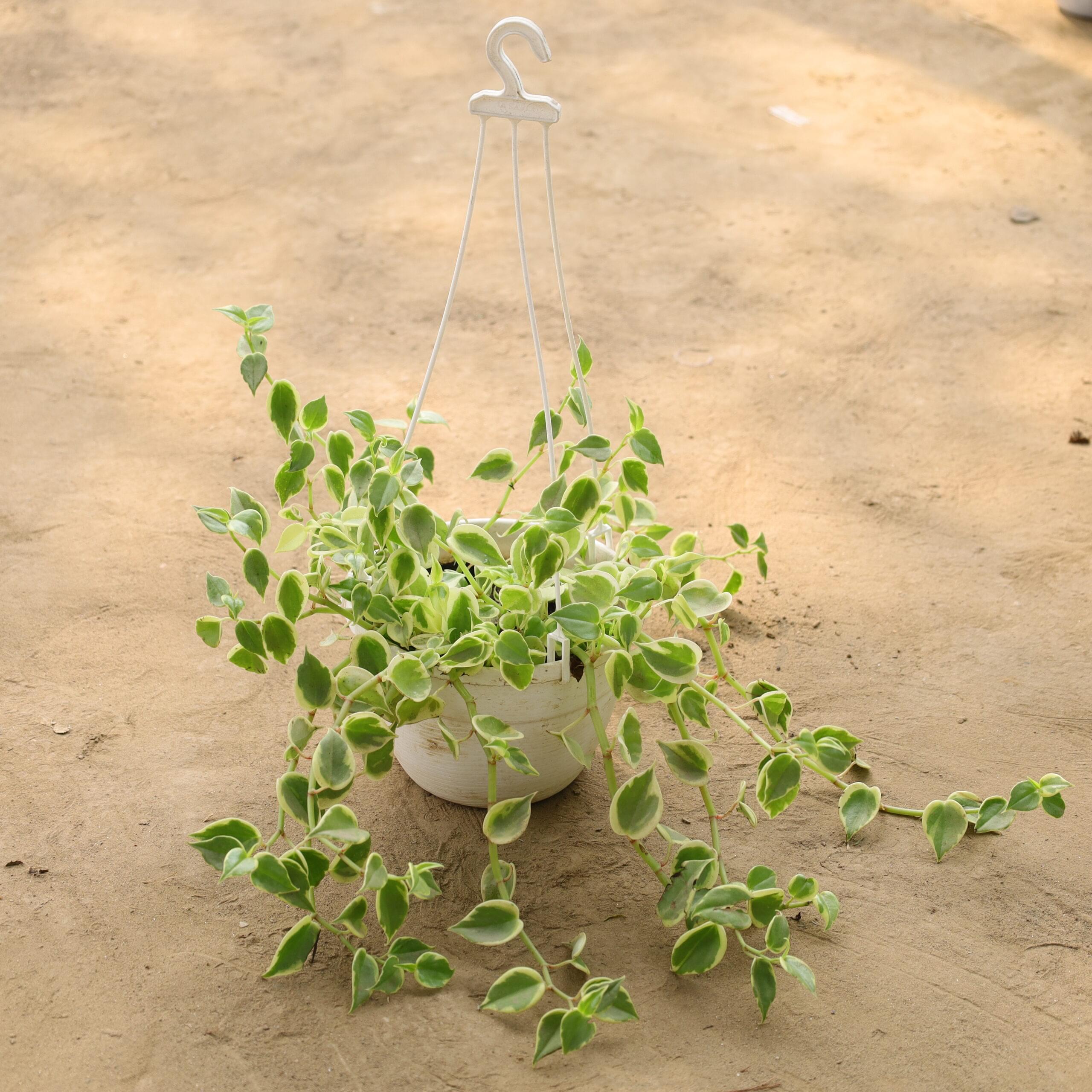 Creeping Fig in 8 inch White Hanging Pot