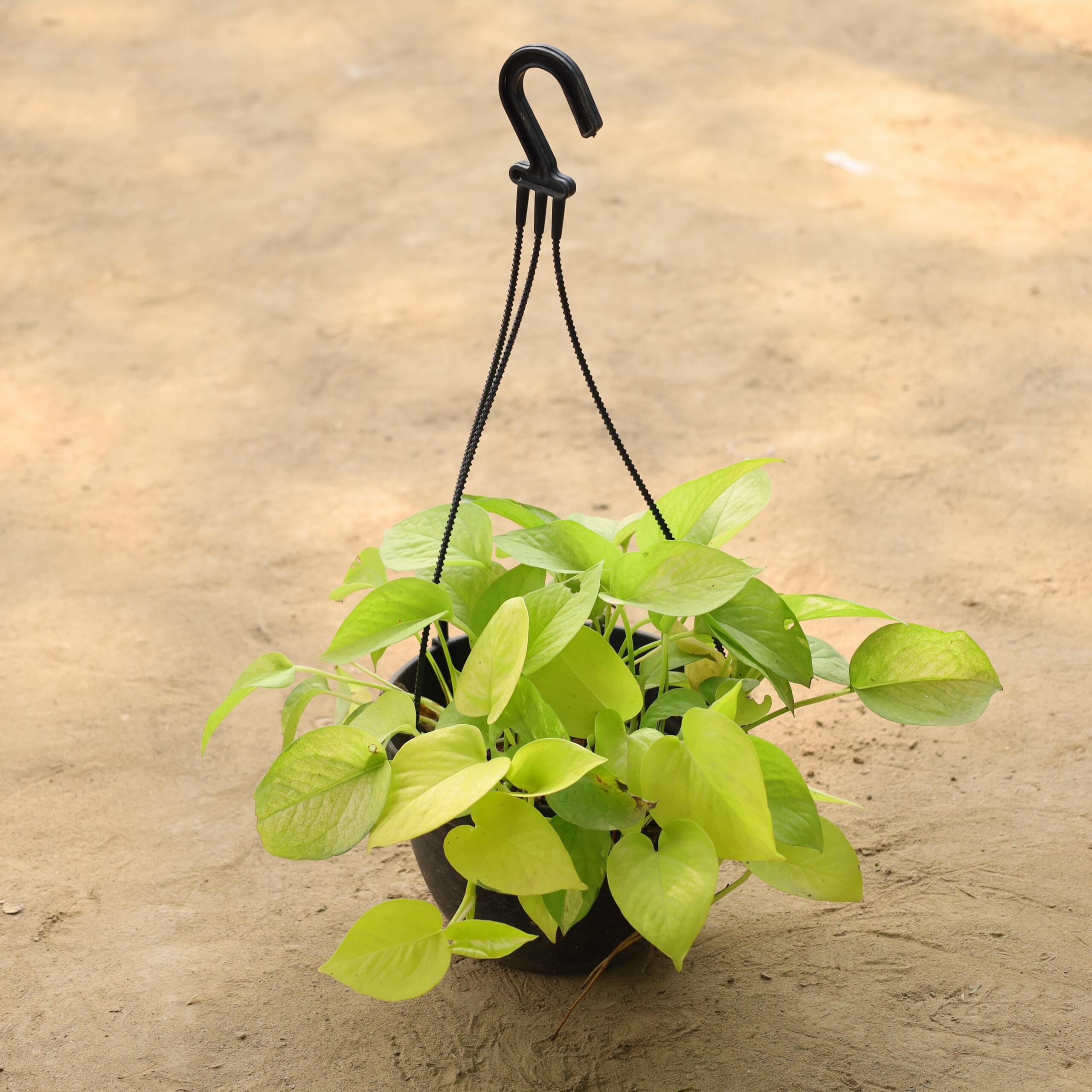 Golden Money Plant in 8 inch Hanging Pot