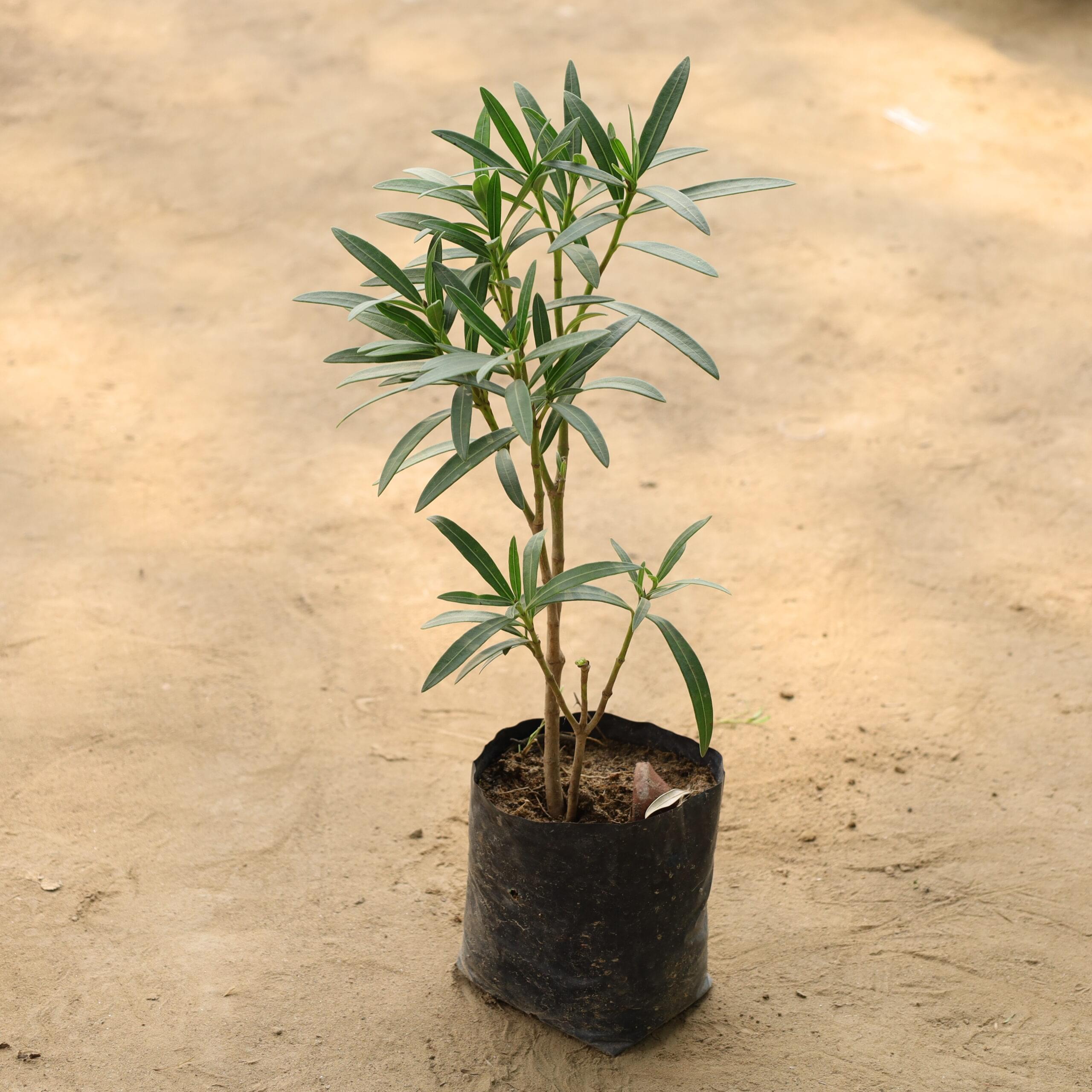 Kaner / Oleander in 8 inch nursery bag