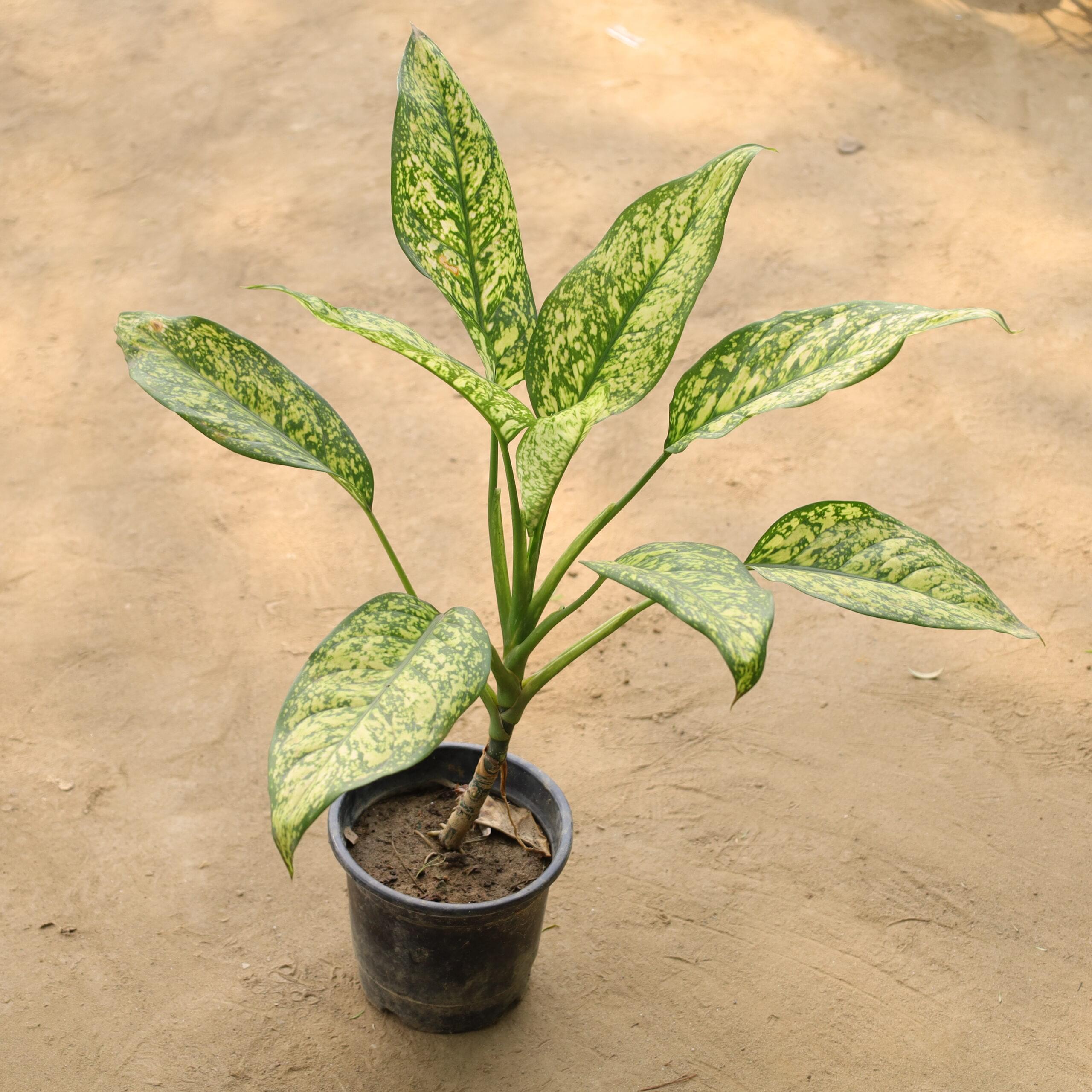 Aglaonema Jharna in 6 inch nursery pot