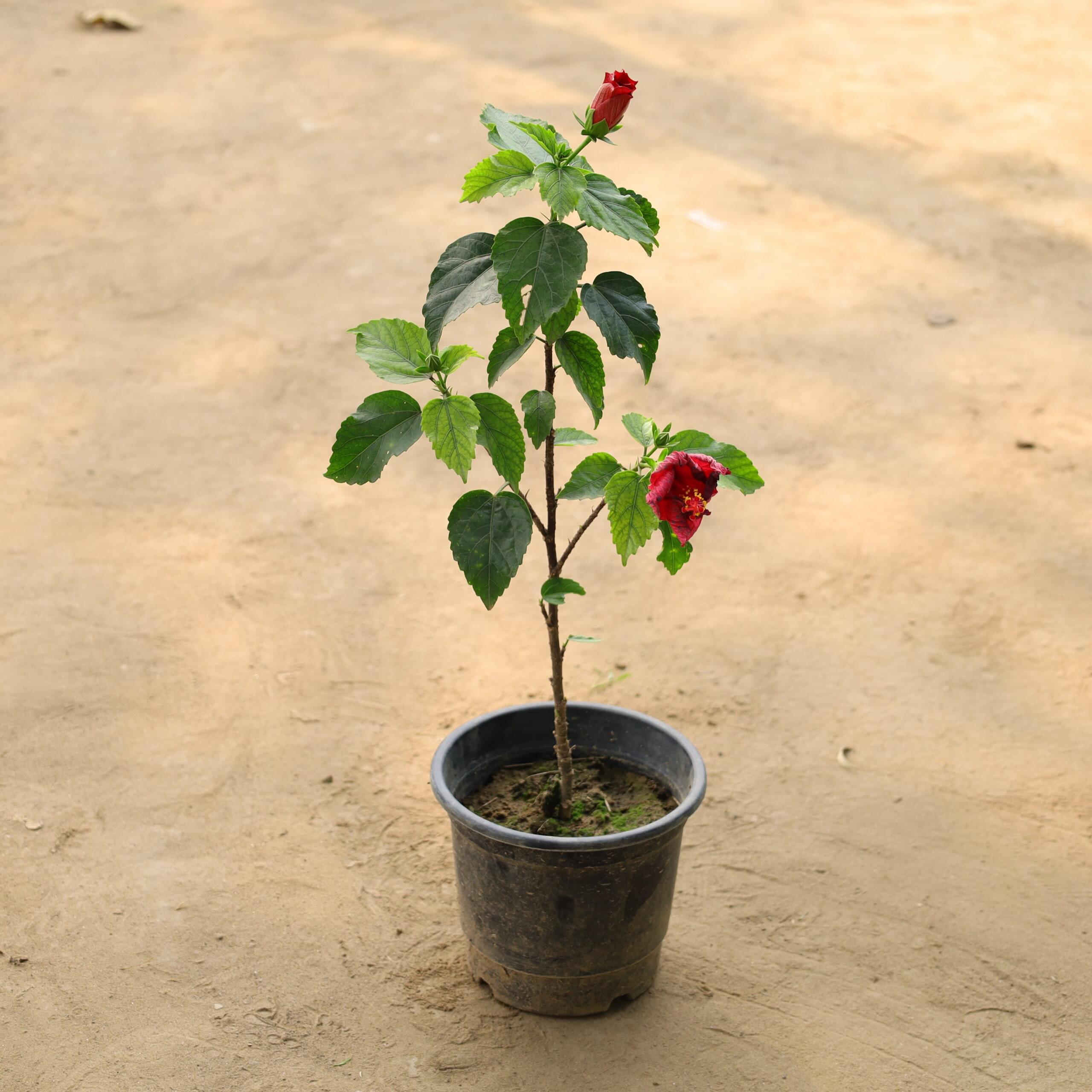 Hibiscus Desi / Gudhal in 6 inch nursery pot