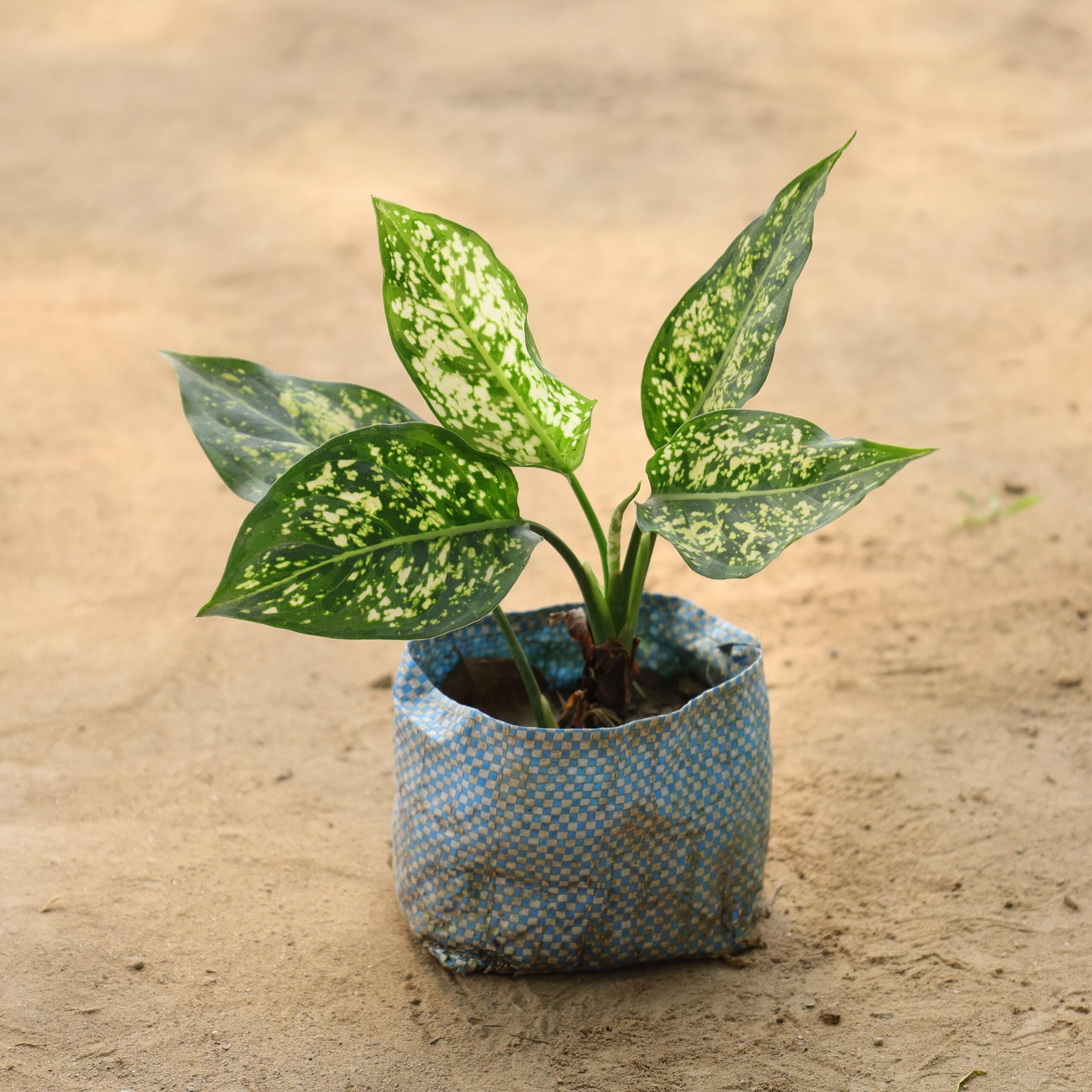 Aglaonema Snow White in 4 inch nursery bag