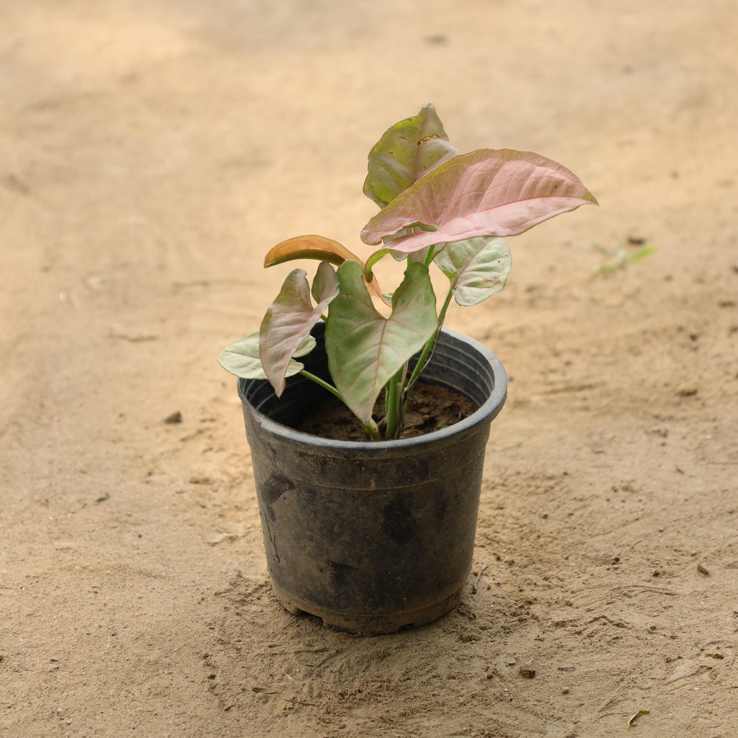 Syngonium Pink in 4 inch nusery pot
