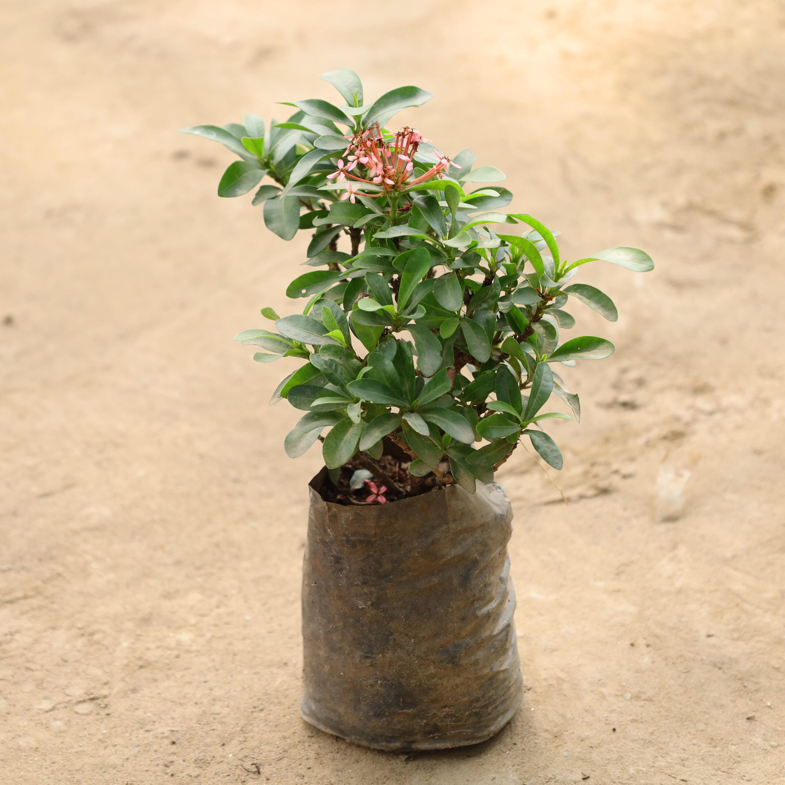 Ixora in in 4 inch nursery bag