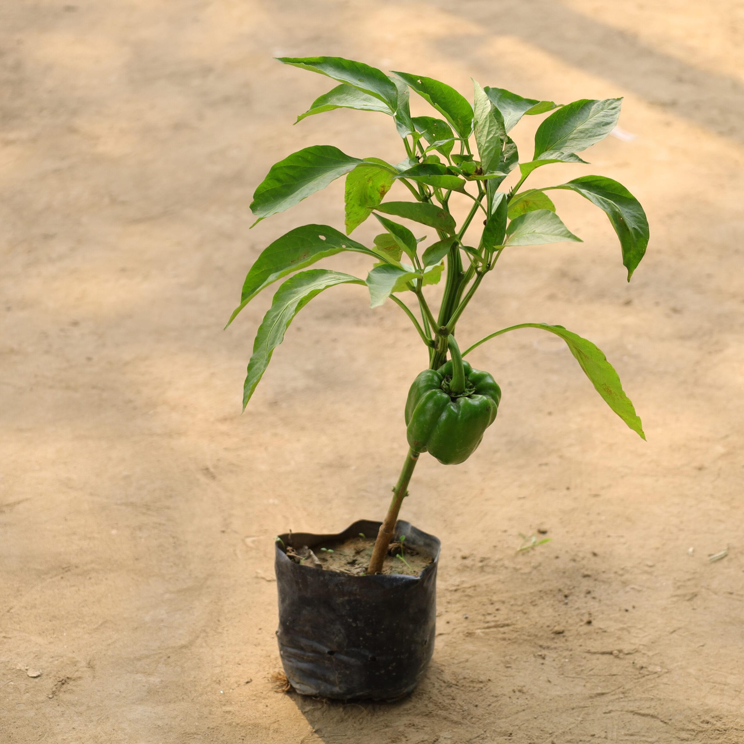 Capsicum / Shimla Mirch in 4 inch nursery bag