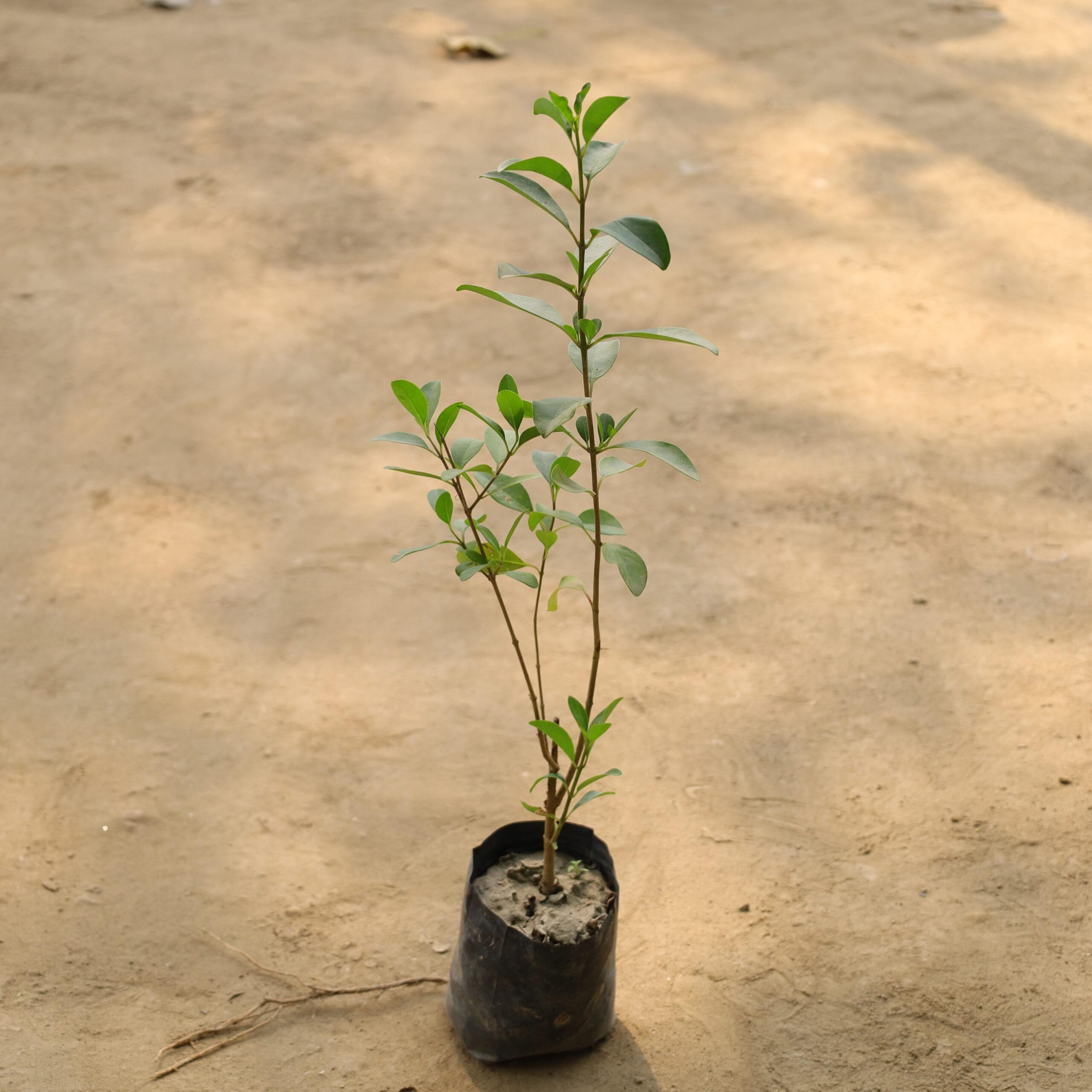 Aloo Bukhara in 6 inch nursery bag